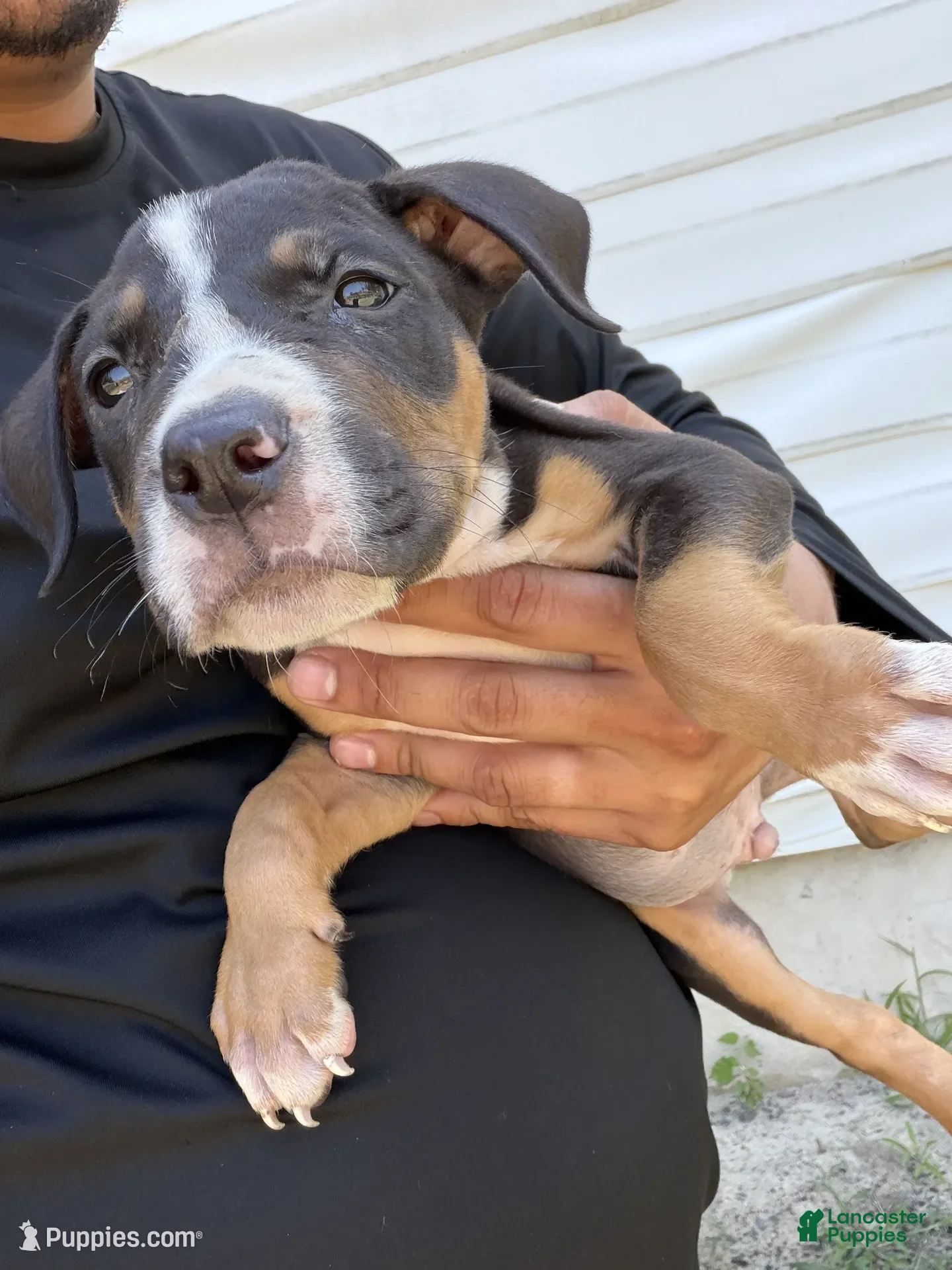 American Bully dogs Bruce - Ad 34