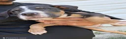 American Bully dogs for sale: Bruce - Ad 1