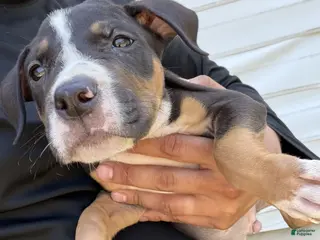 American Bully dogs Bruce - Ad 34