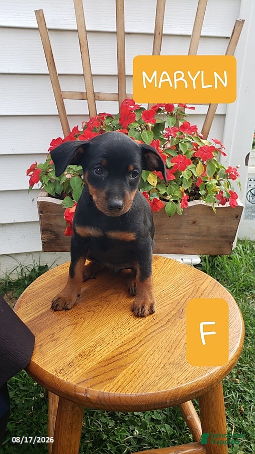 Miniature Pinscher dogs Marlyn - Ad 4