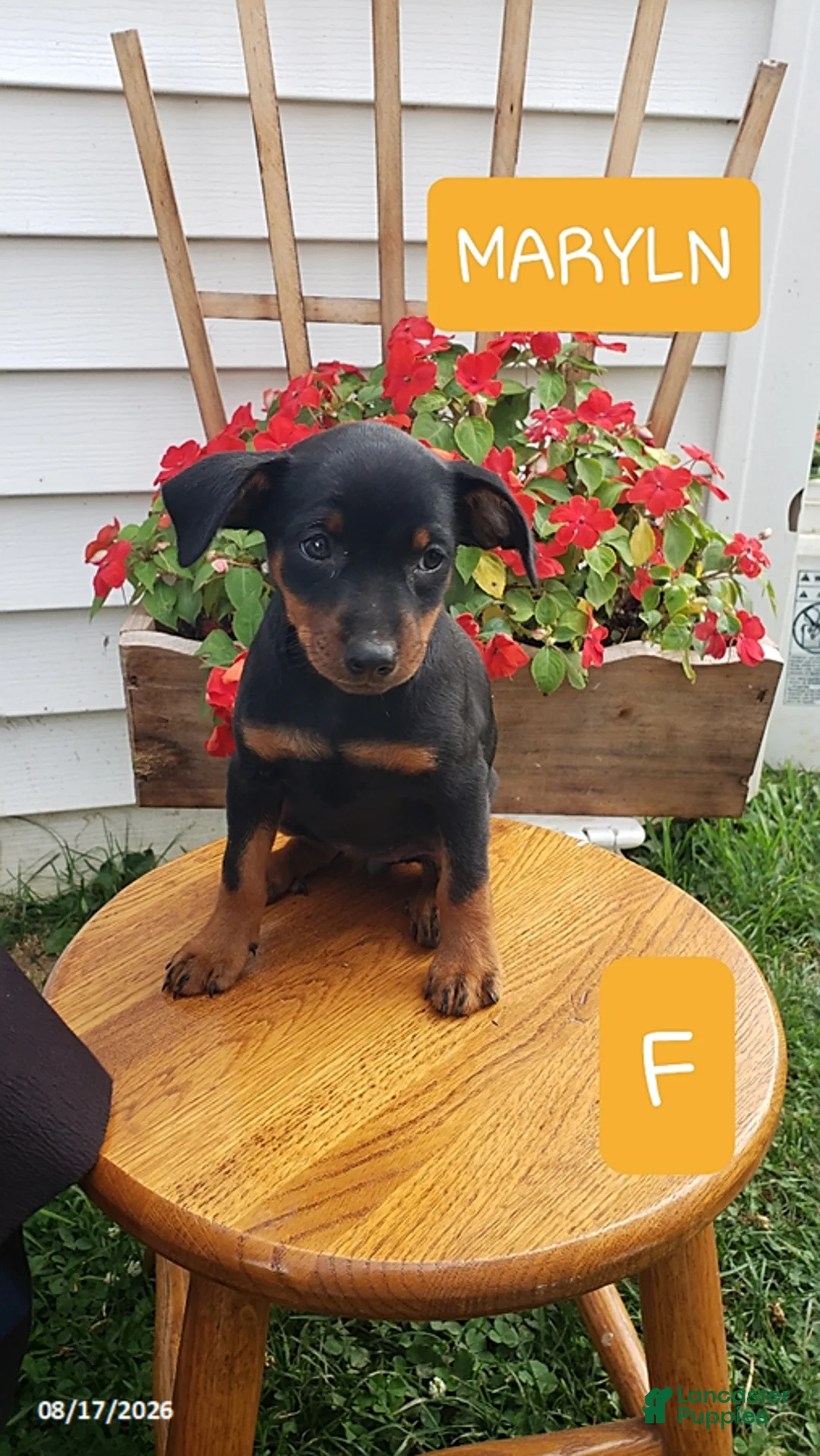 Miniature Pinscher dogs for sale: Marlyn - Ad 1