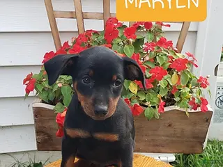 Miniature Pinscher dogs Marlyn - Ad 4