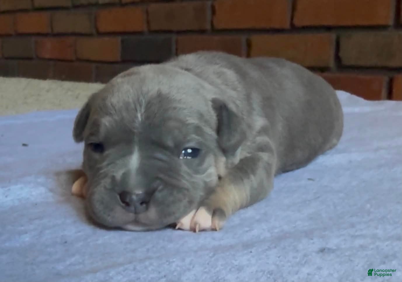 American Bully dogs for sale: Big Kat - Ad 3