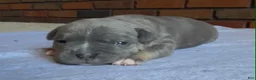 American Bully dogs for sale: Big Kat - Ad 1