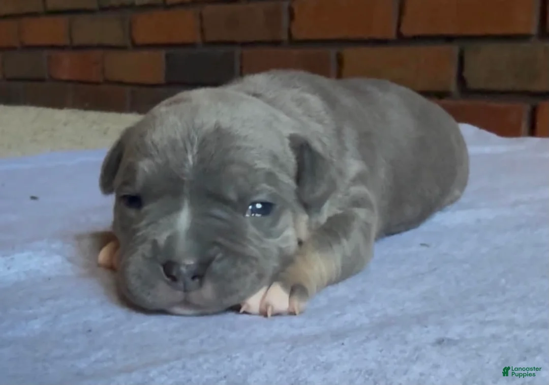 American Bully dogs for sale: Big Kat - Ad 1