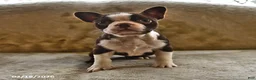 Boston Terrier dogs for sale: Mocha - Ad 1