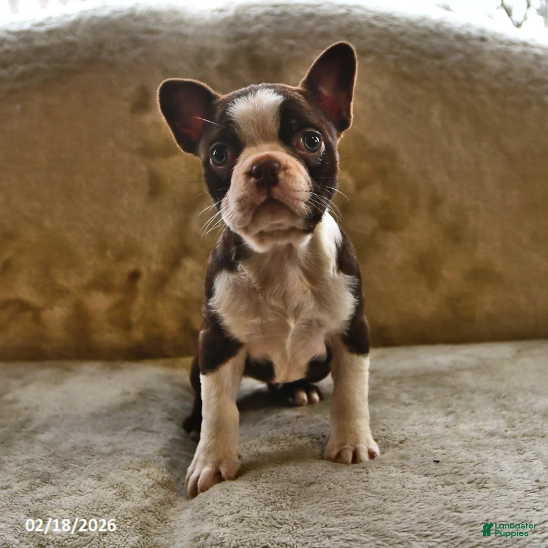 Boston Terrier dogs for sale: Mocha - Ad 1