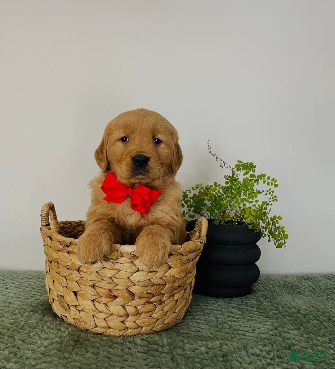 Golden Retriever dogs for sale: Nova - Ad 1