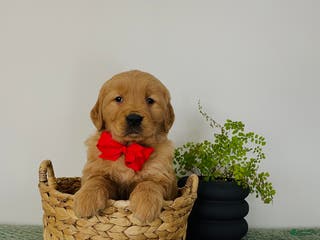 Golden Retriever dogs Nova - Ad 41