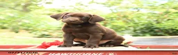 Labrador Retriever dogs for sale: Brooks - Ad 1