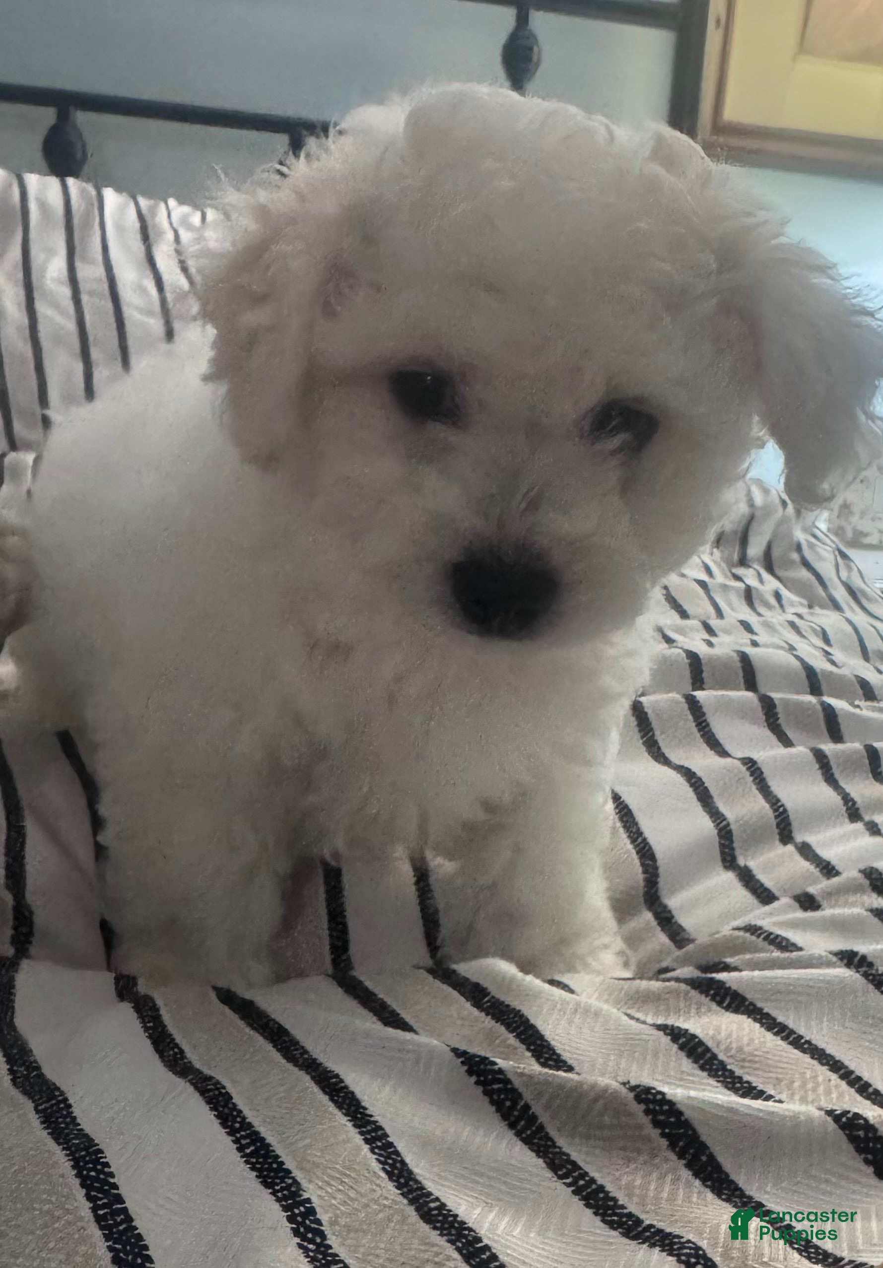 Bichon Frise dogs for sale: Baby boy 1 - Ad 1