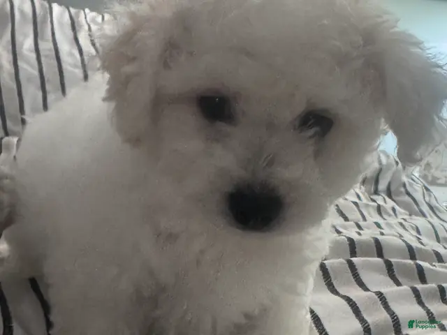 Bichon Frise dogs for sale: Baby boy 1 - Ad 1