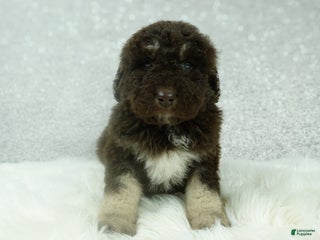 Newfypoo dogs Ranger - Ad 9