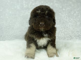 Newfypoo dogs Ranger - Ad 10