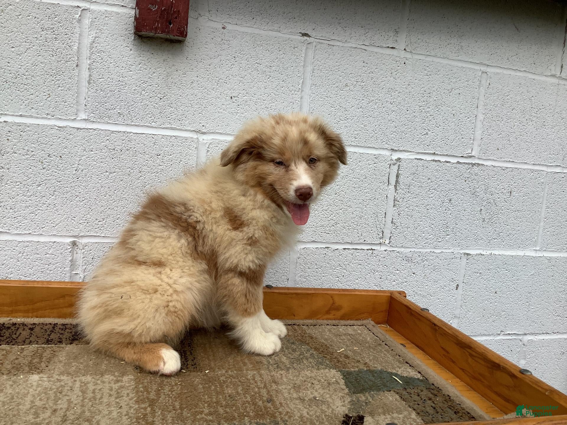 Australian Shepherd dogs Belle - Ad 2