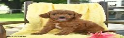 Cavapoo dogs for sale: Jet  - Ad 3