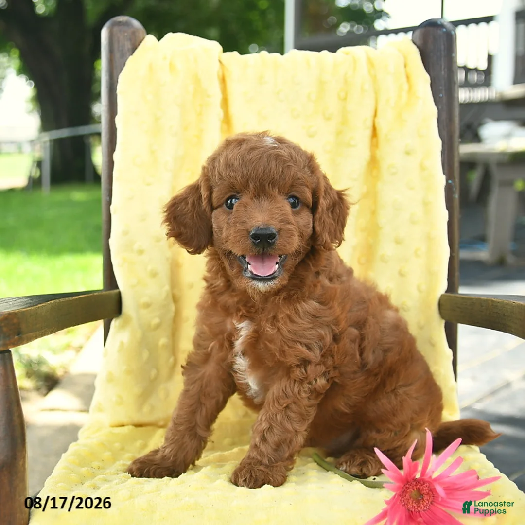 Cavapoo dogs for sale: Jet  - Ad 3