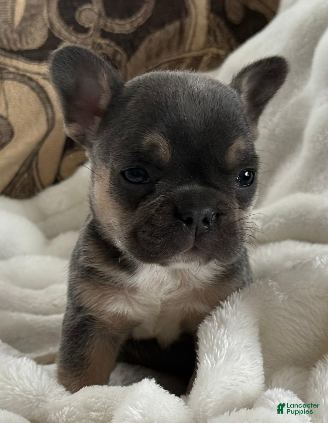 French Bulldog dogs for sale: Wyatt - Ad 2