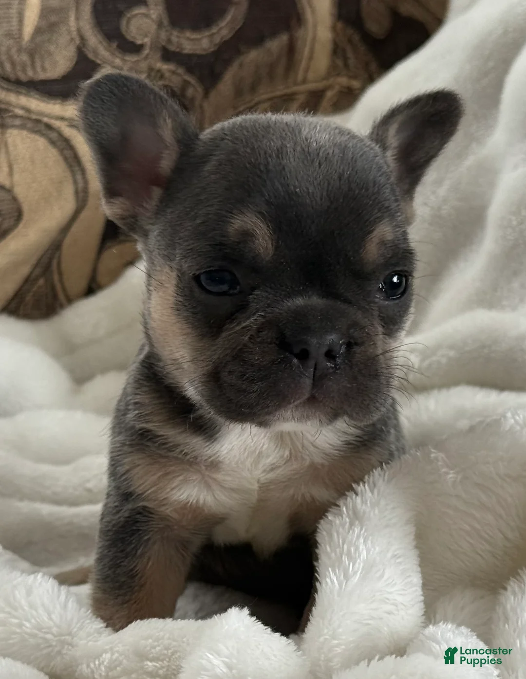 French Bulldog dogs for sale: Wyatt - Ad 26