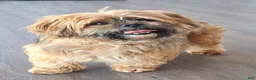 Lhasa Apso dogs for sale: AKC Rayme - Ad 6