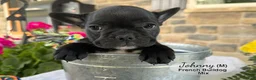 Mixed Breed dogs for sale: Johnny - Ad 2