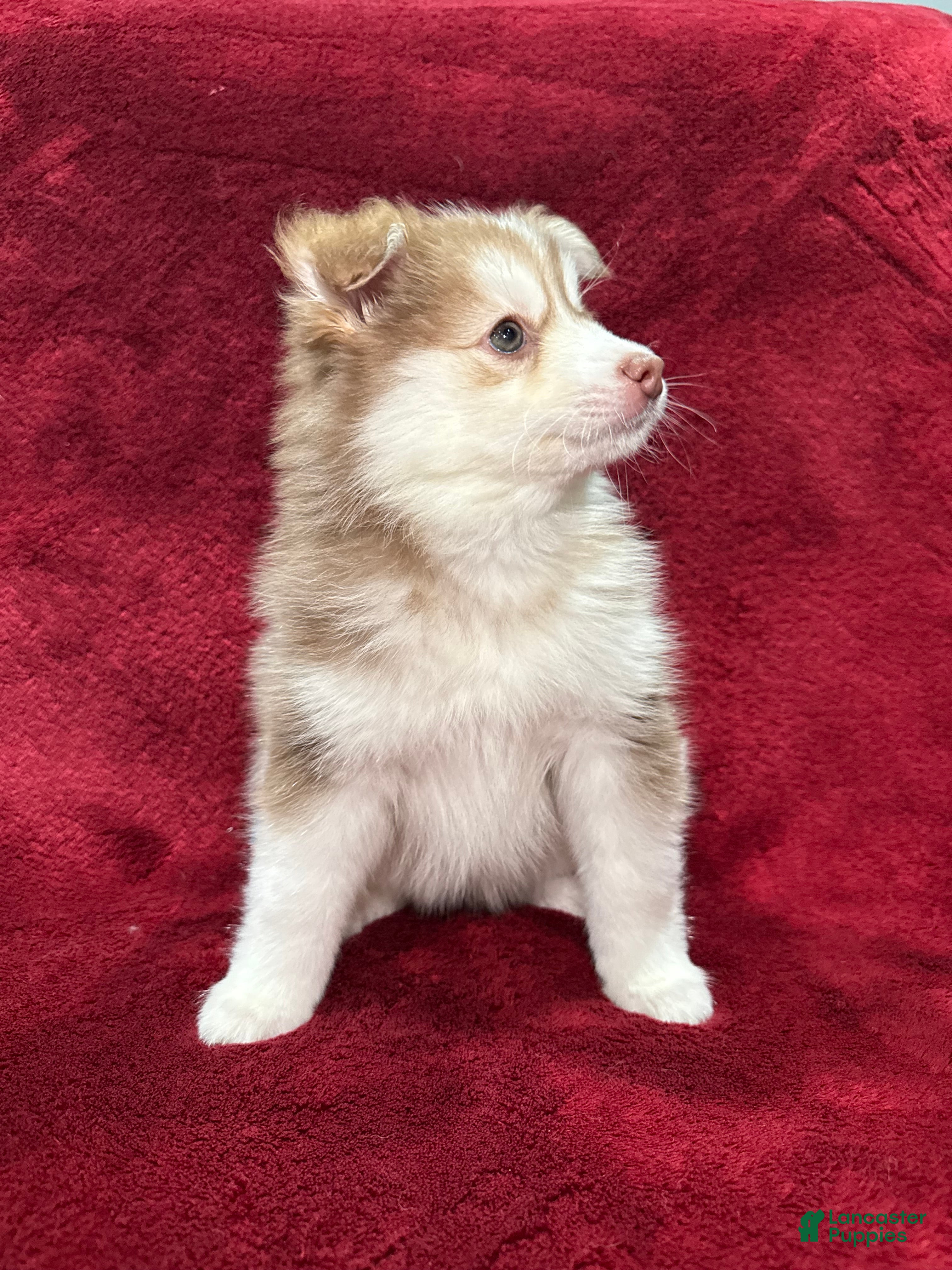 Pomsky dogs Isla - Ad 6