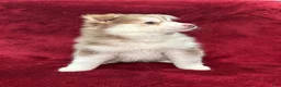 Pomsky dogs for sale: Isla - Ad 1