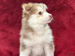 Pomsky dogs Isla - Ad 4