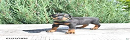 Doberman Pinscher dogs for sale: Elsa - Ad 5