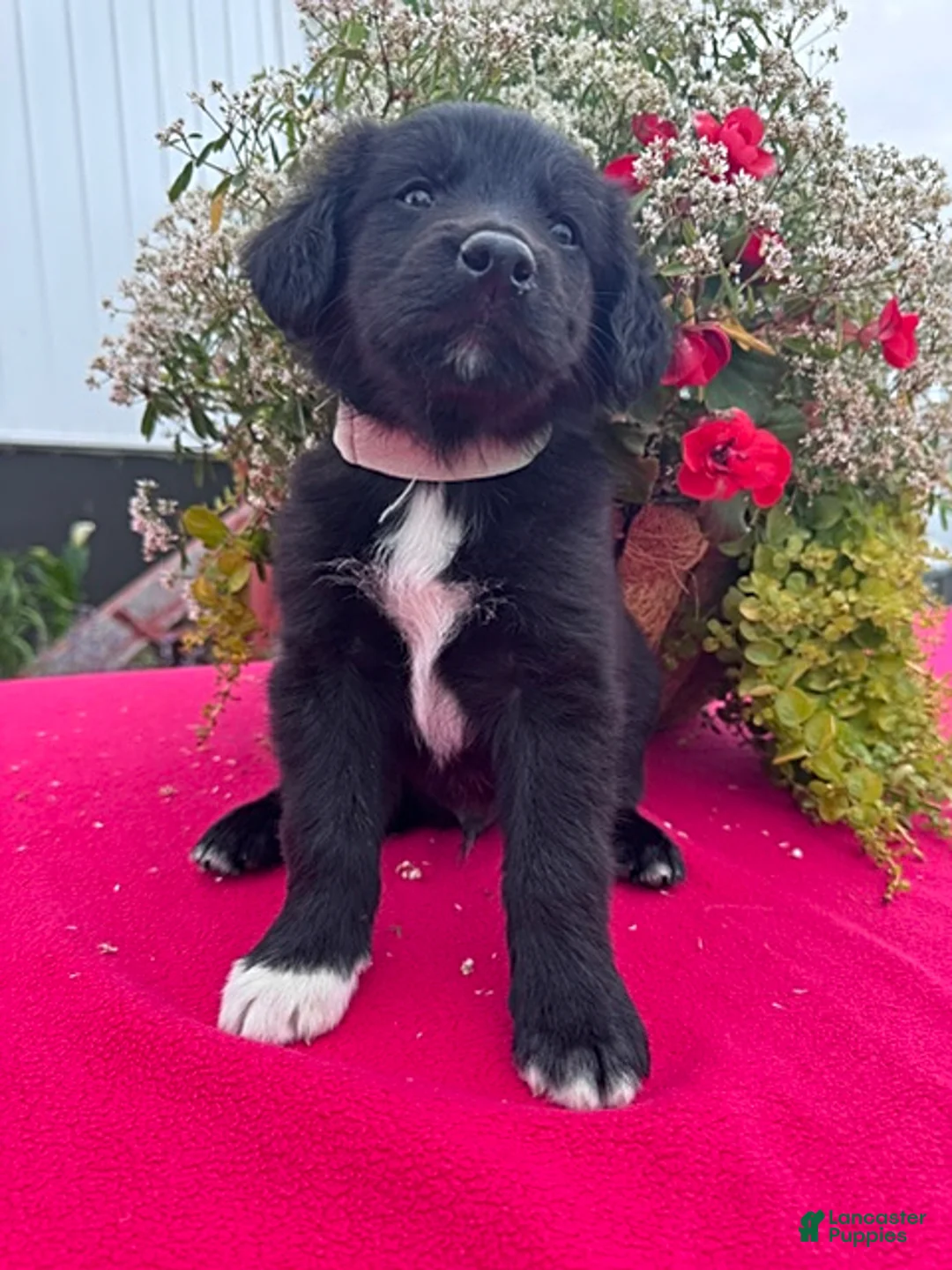 Mixed Breed dogs for sale: Turbo - Ad 1
