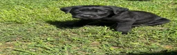 Cane Corso dogs for sale: Cain AKC red collar - Ad 1