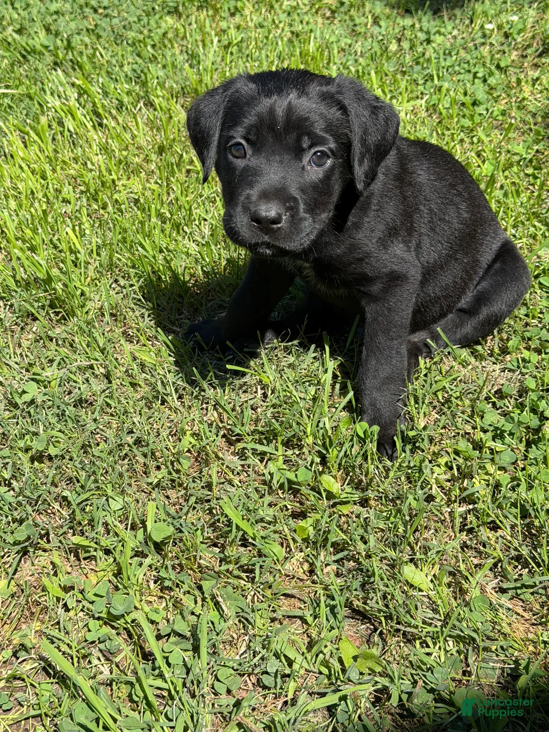 Cane Corso dogs for sale: Cain AKC red collar - Ad 1
