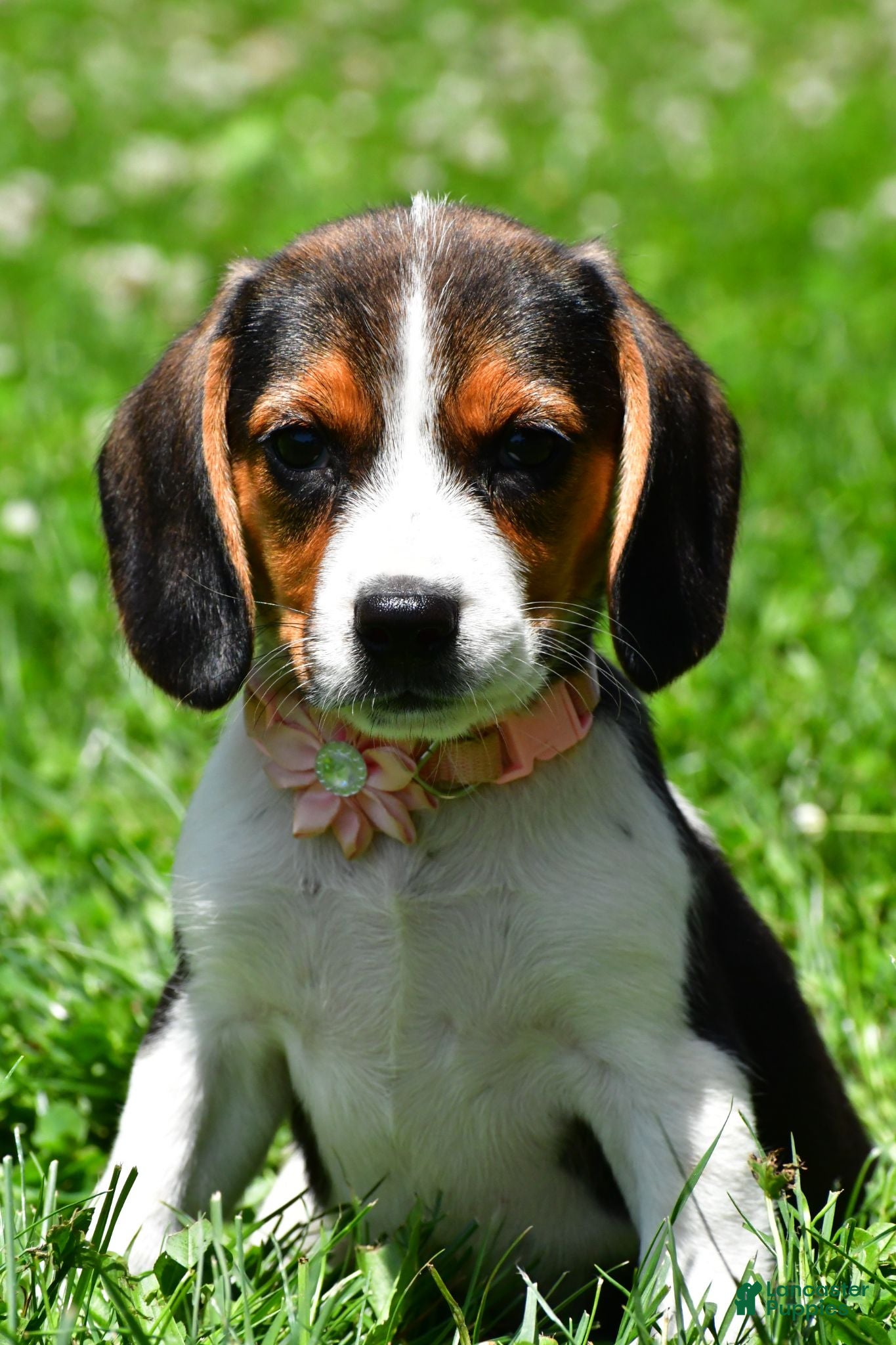 Beagle dogs Viola - Ad 1