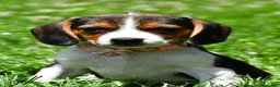 Beagle dogs for sale: Viola - Ad 1