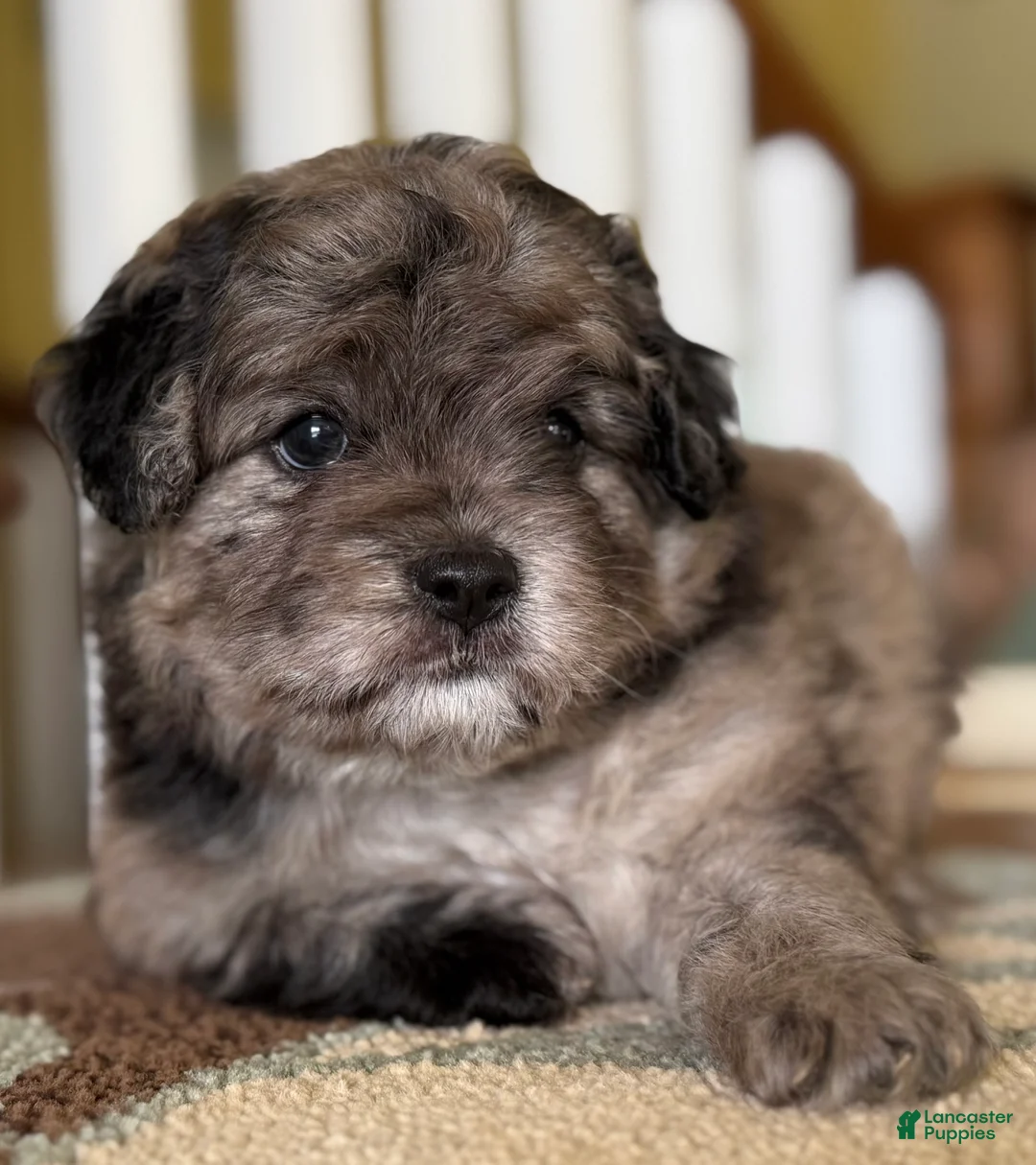 Mixed Breed dogs for sale: Theo - Ad 2