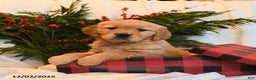 Golden Retriever dogs for sale: Sparkle  - Ad 3
