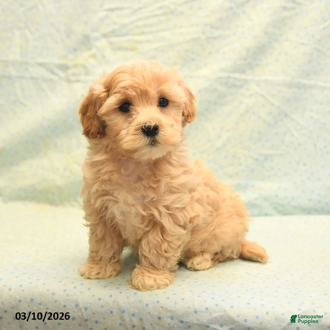 Havapoo dogs for sale: Patrick - Ad 2