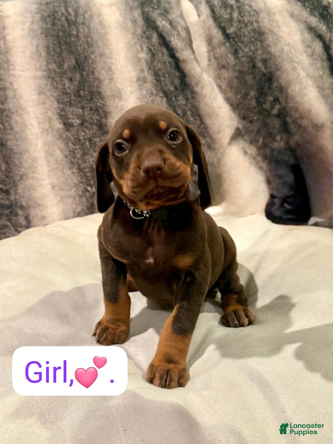 Mixed Breed dogs for sale: Pink - Ad 8