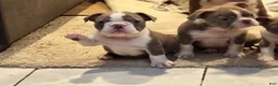 Boston Terrier dogs for sale: Joe  - Ad 4