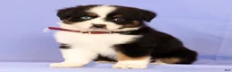 Miniature Australian Shepherd dogs for sale: Lydia - Ad 6