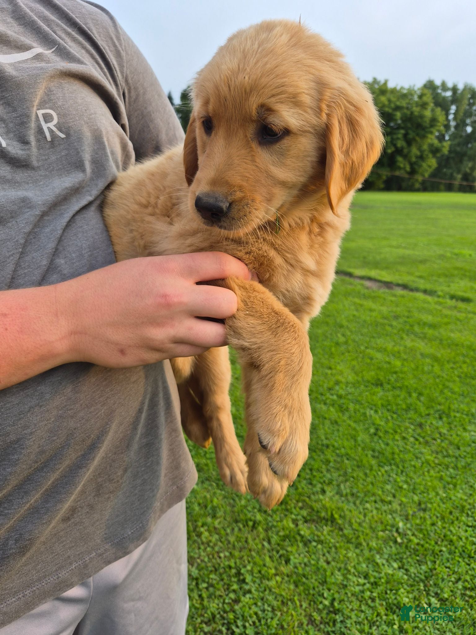 Golden Retriever dogs Golden Retriever 2 - Ad 1