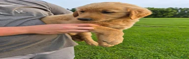 Golden Retriever 2