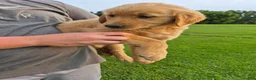 Golden Retriever dogs for sale: Golden Retriever 2 - Ad 1
