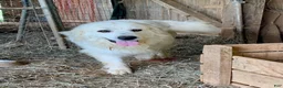 Great Pyrenees dogs for sale: Black-Eyed Susan - Ad 5