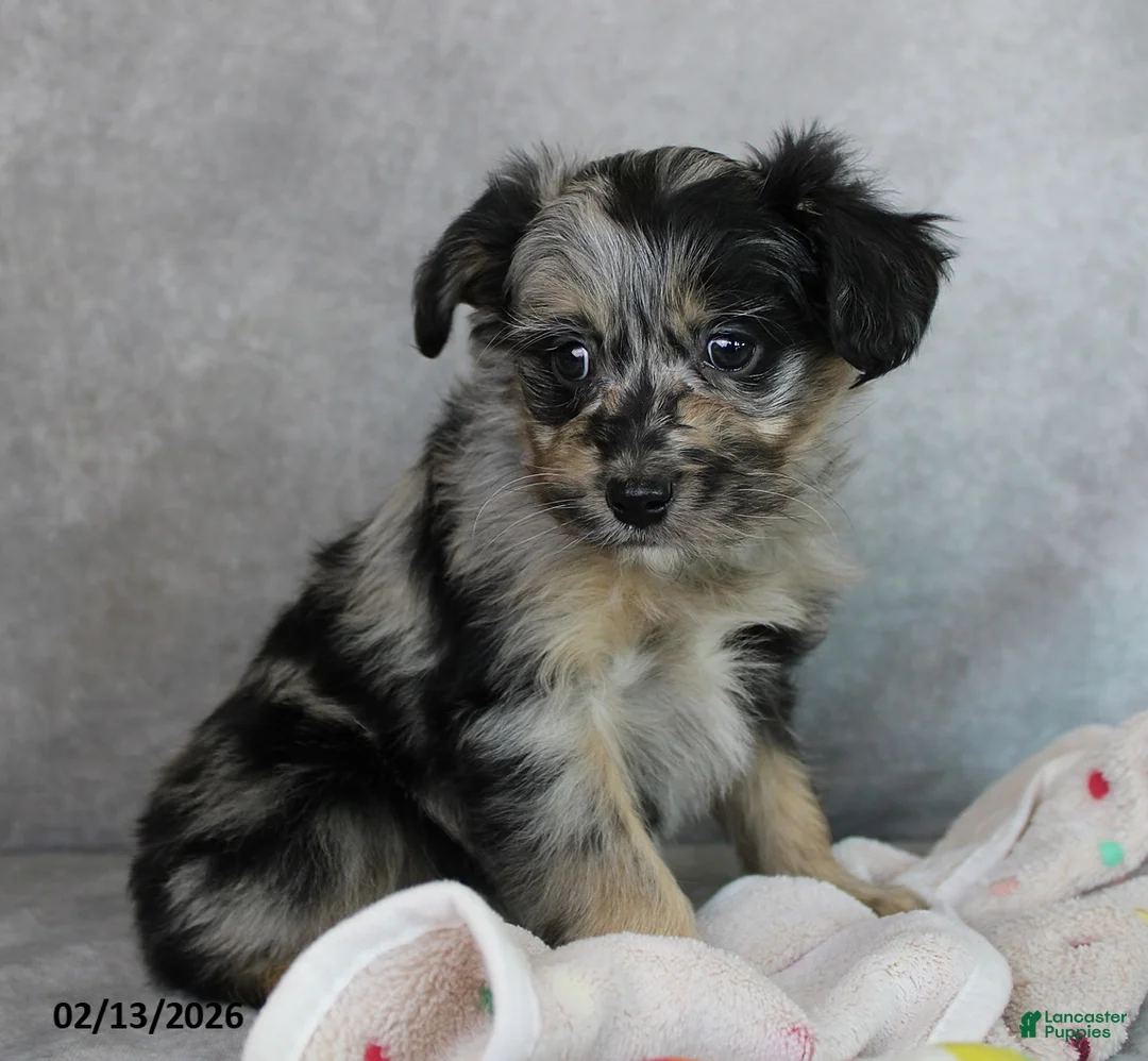 Mini Aussiedoodle dogs for sale: Bella   - Ad 4