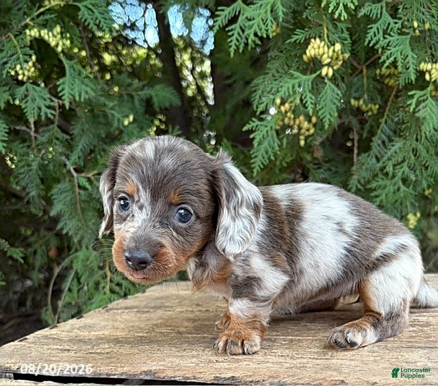 Dachshund dogs Colson - Ad 1
