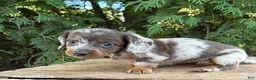 Dachshund dogs for sale: Colson - Ad 1