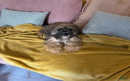 Mixed Breed dogs for sale: Mixed Breed Puppy 2 - Image 11