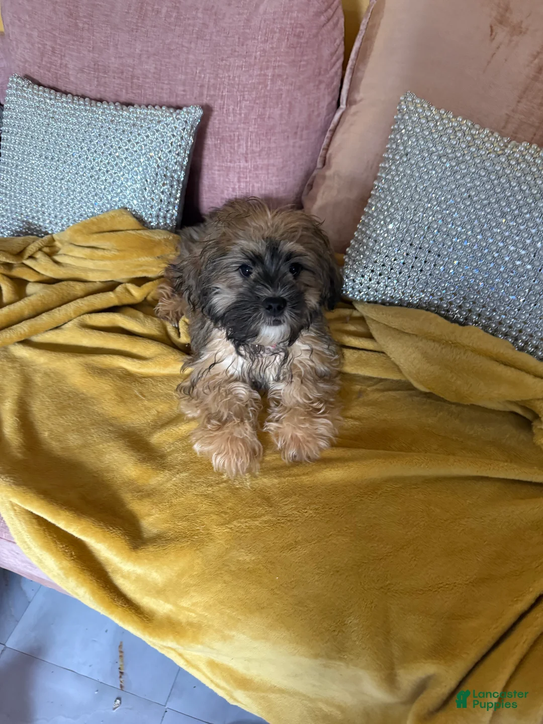 Mixed Breed dogs for sale: Mixed Breed Puppy 2 - Ad 12