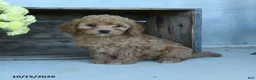 Shihpoo dogs for sale: Gerttie - Ad 5